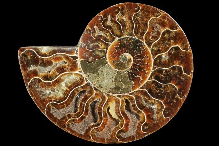 Agatized Ammonite Fossil (Half) - Madagascar #103095